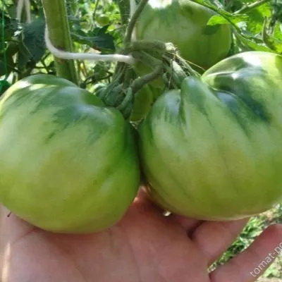 russkiy-razmer-5-148704