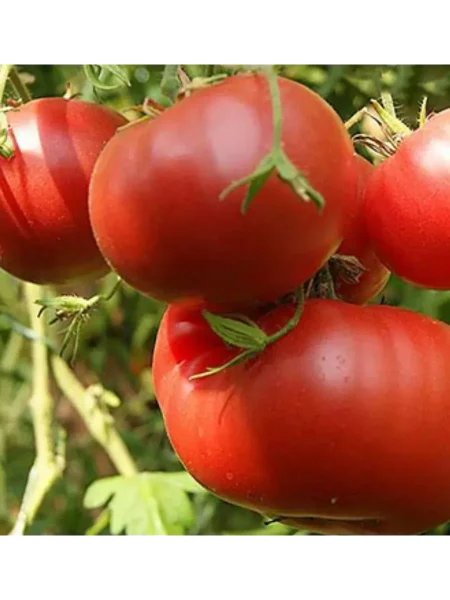 russkiy-razmer-main-148704