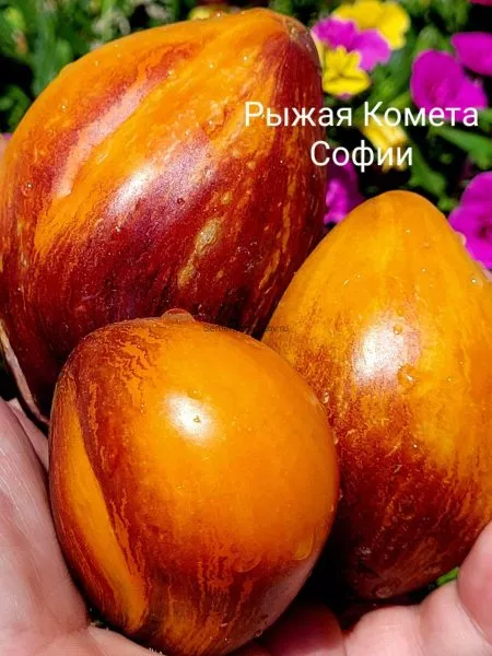 ryzhaya-kometa-sofii-2-167816