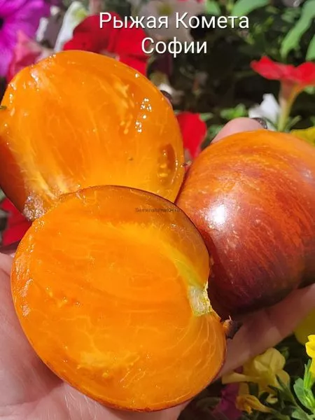 ryzhaya-kometa-sofii-4-167816