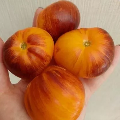 ryzhaya-kometa-sofii-6-167816