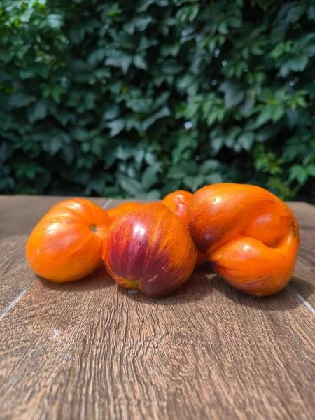 ryzhaya-kometa-sofii-main-167816