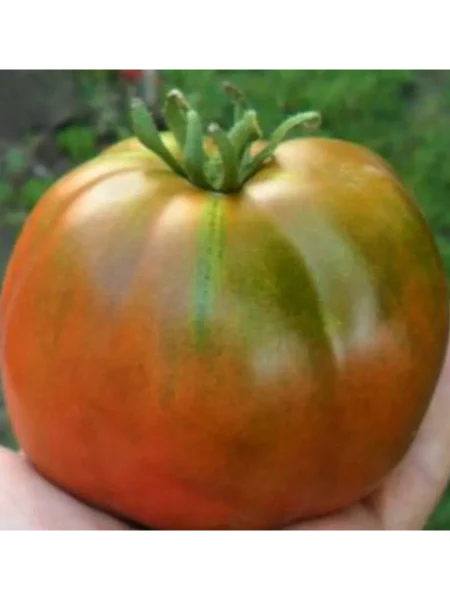 sahar-korichnevyy-3-159369