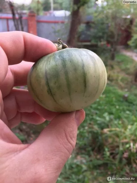 sahar-korichnevyy-5-159369