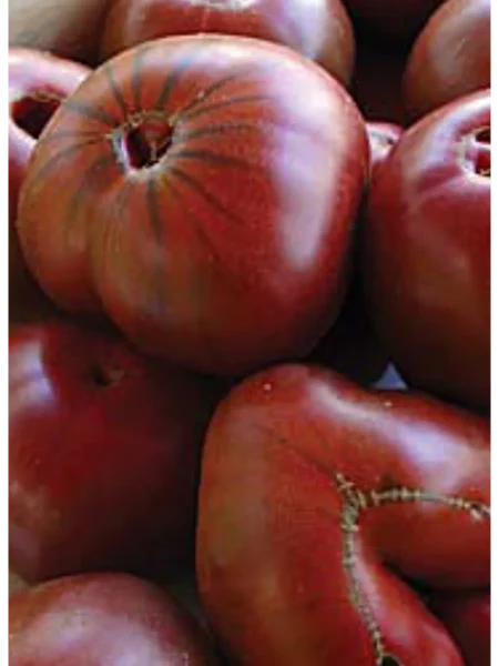 sahar-korichnevyy-main-159369