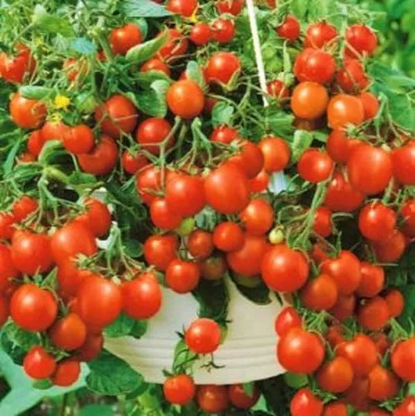 saharnyy-malysh-2-150093