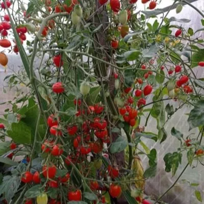 saharnyy-malysh-4-150093