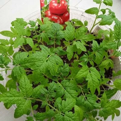 saharnyy-sprut-4-155504