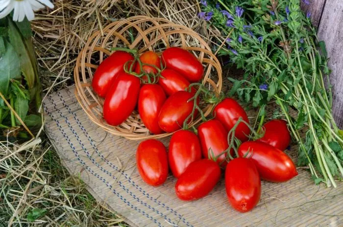 samkon-11-1-140082-2