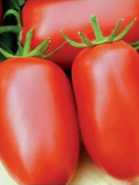 samkon-11-2-140082-1