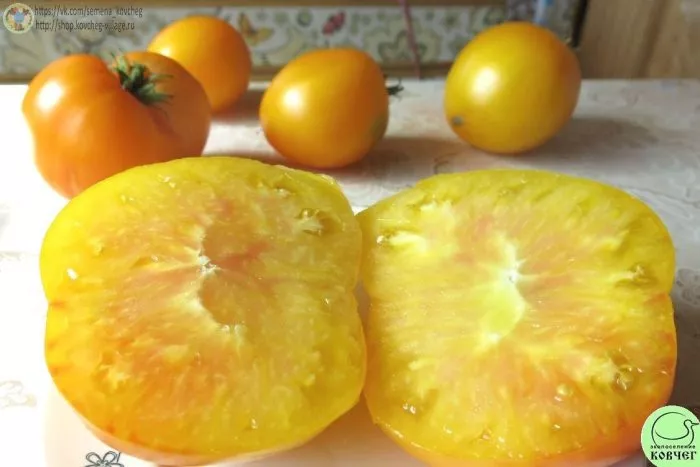 samohval-main-166077