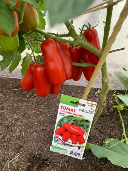 sankina-lyubov-8-160686