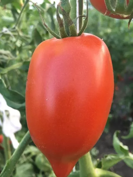 santa-mariya-1-155349