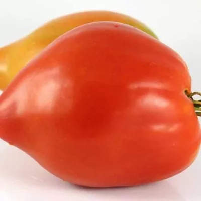 santa-mariya-4-155349