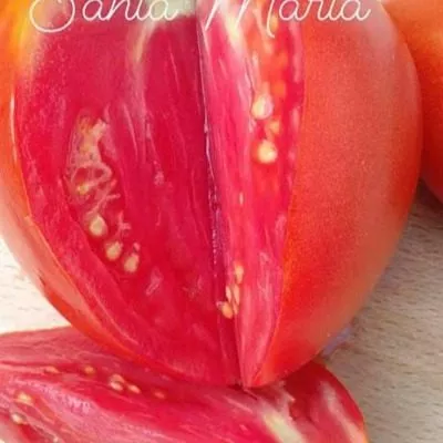 santa-mariya-5-155349