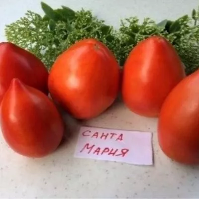 santa-mariya-main-155349