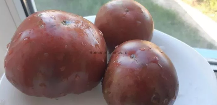 sara-chernaya-2-158145