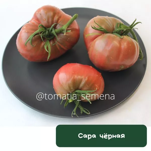 sara-chernaya-3-158145