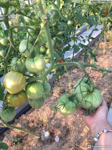 sara-chernaya-6-158145