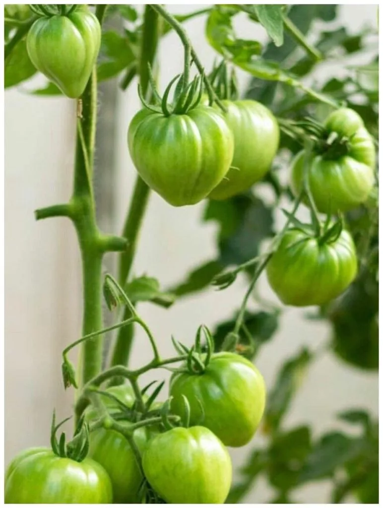 serbskoe-serdtse-1-133797