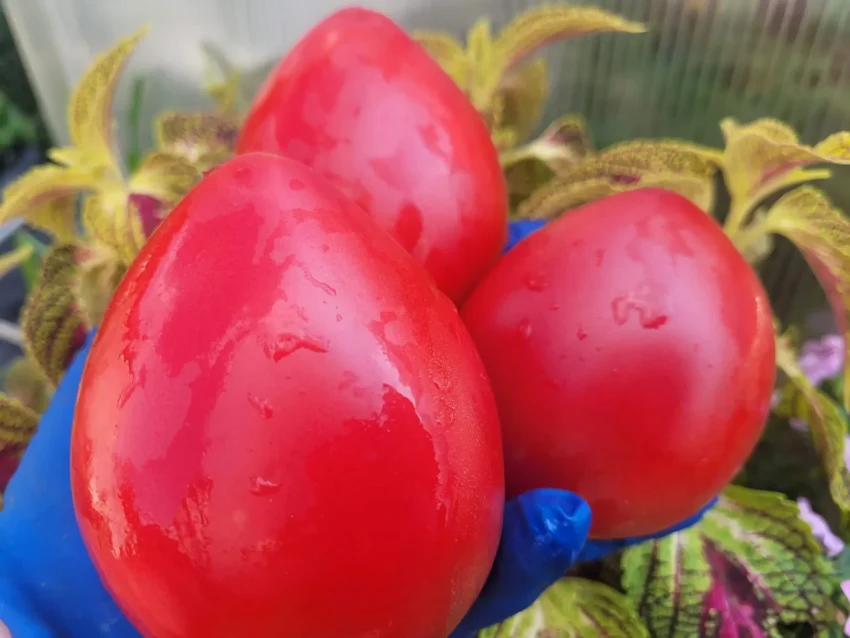 serbskoe-serdtse-2-133797