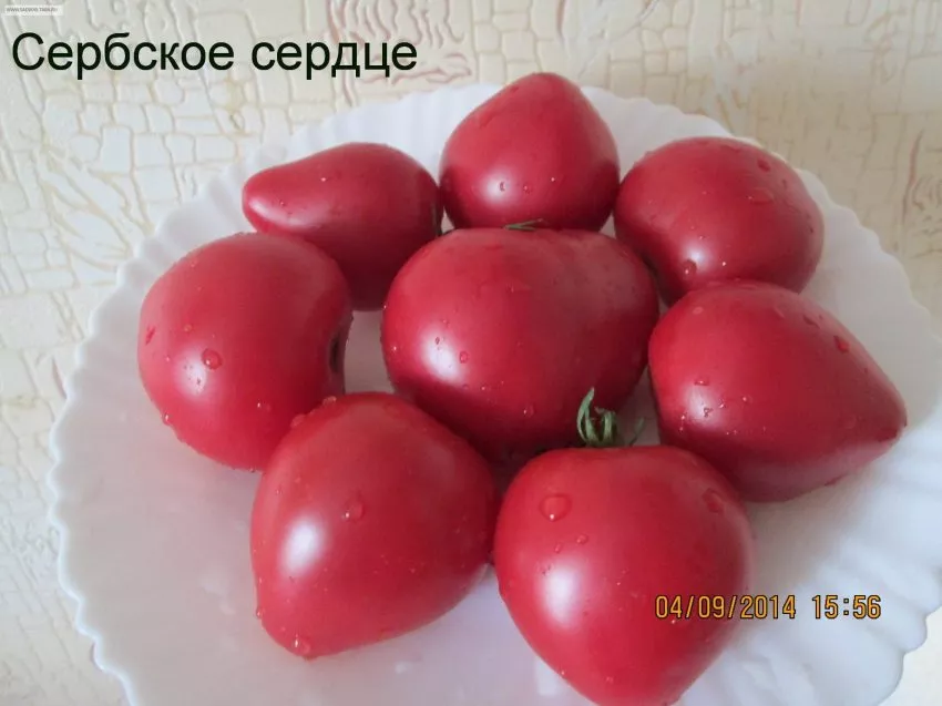 serbskoe-serdtse-3-133797