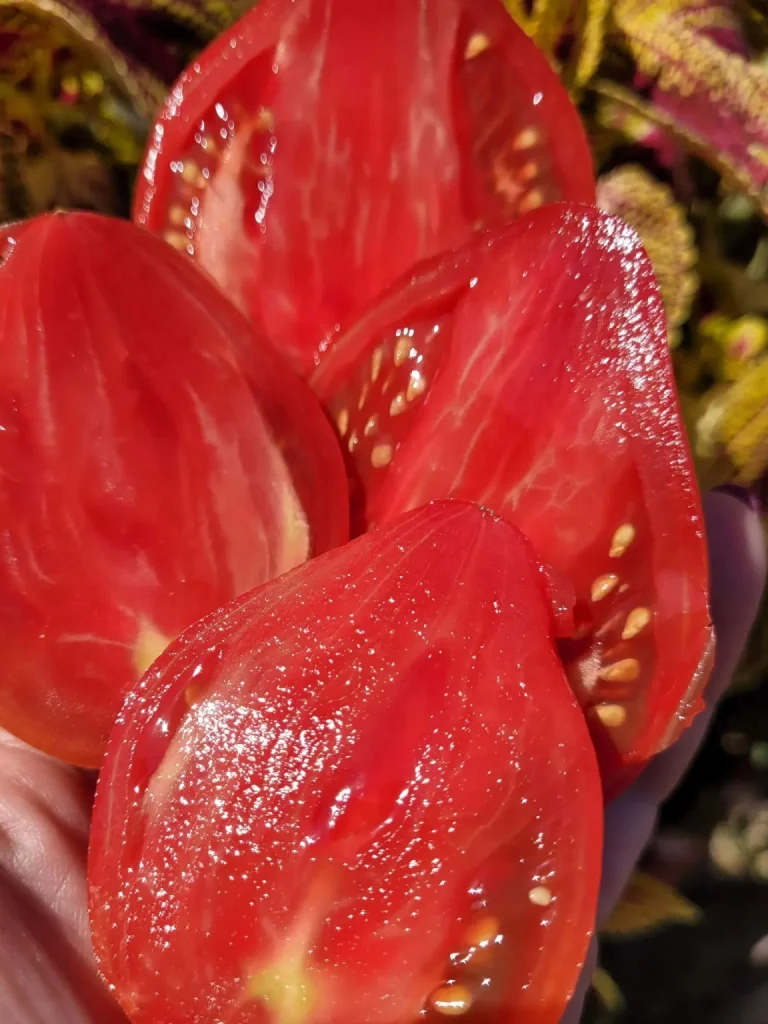 serbskoe-serdtse-4-133797