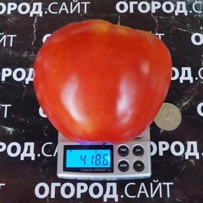 serbskoe-serdtse-5-133797