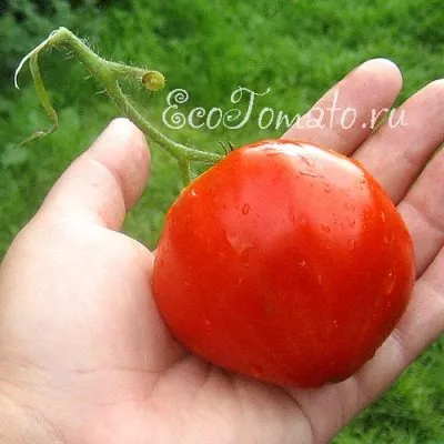 serdechnyy-potseluy-4-139648