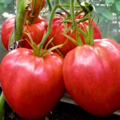 serdechnyy-potseluy-6-139648