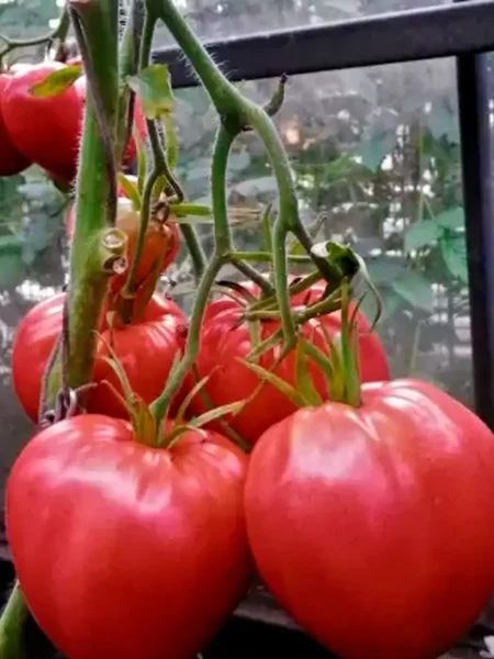 serdechnyy-potseluy-main-139648