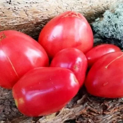 serdtse-andzheliny-main-168867