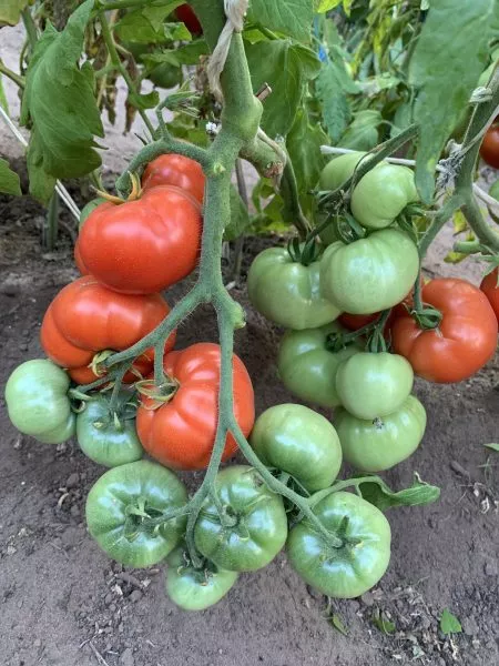 serdtse-parmy-2-166097