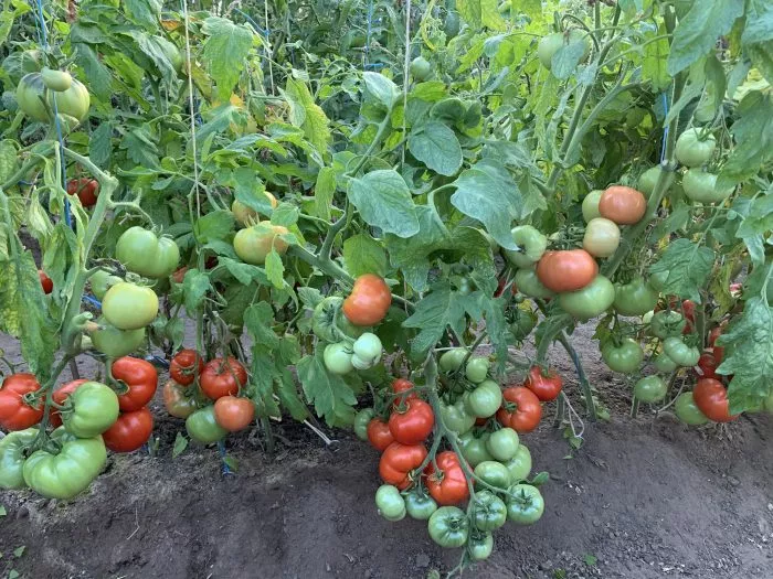 serdtse-parmy-3-166097