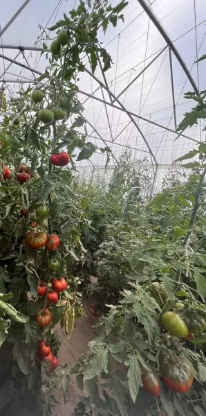 serdtse-parmy-4-166097