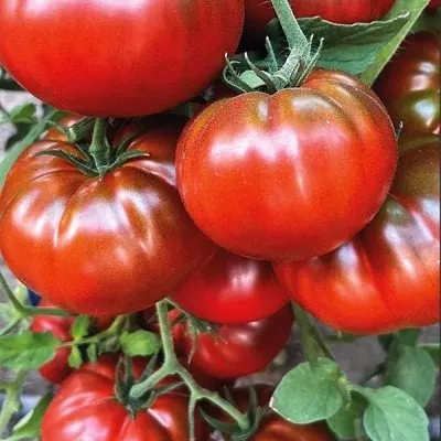 serdtse-parmy-main-166097