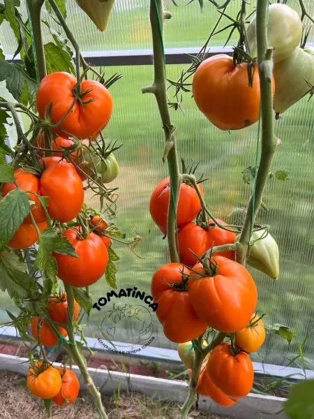 serdtse-stolitsy-3-139507