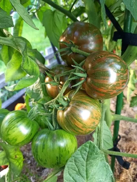 seryy-metallicheskiy-pistolet-5-158059