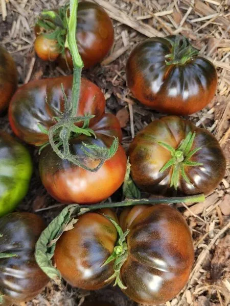 seryy-metallicheskiy-pistolet-main-158059