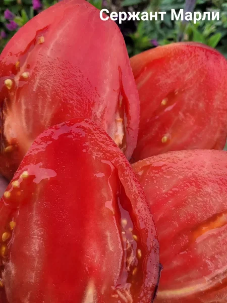serzhant-marli-2-137292