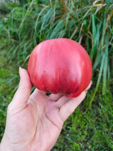 serzhant-marli-3-137292