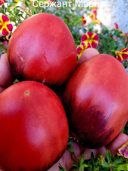 serzhant-marli-5-137292