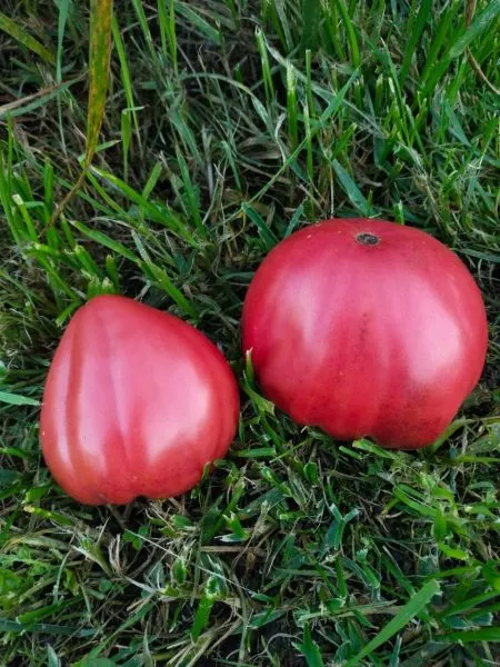 serzhant-marli-6-137292