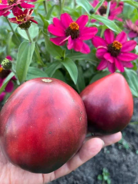 serzhant-pepper-rozovyy-3-142465