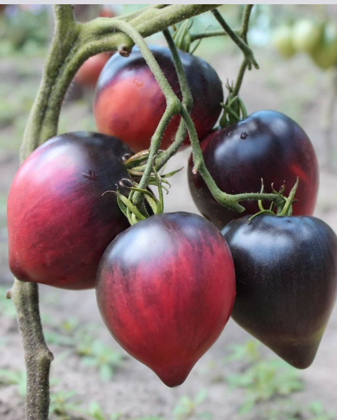 serzhant-pepper-rozovyy-4-142465