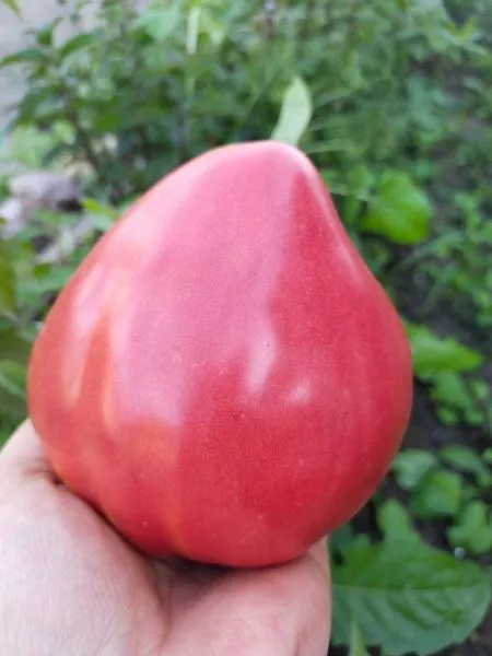 serzhant-pepper-rozovyy-5-142465