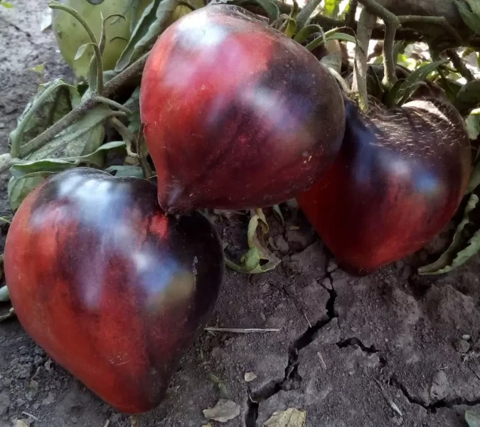 serzhant-pepper-rozovyy-6-142465