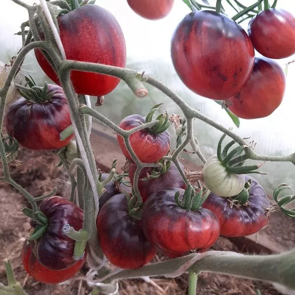 serzhant-pepper-rozovyy-7-142465