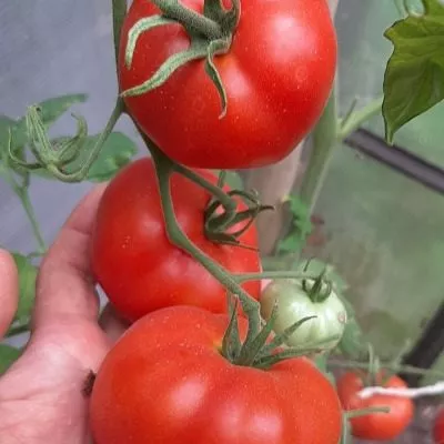 severnyy-ekspress-4-165879