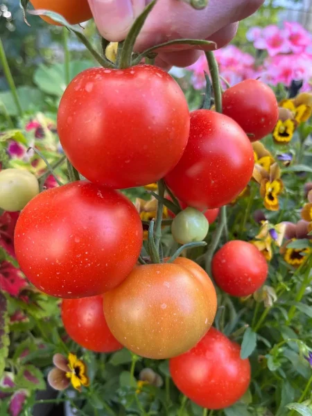 severnyy-ekspress-main-165879